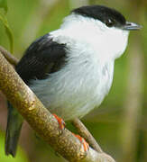 White-bearded Manakin