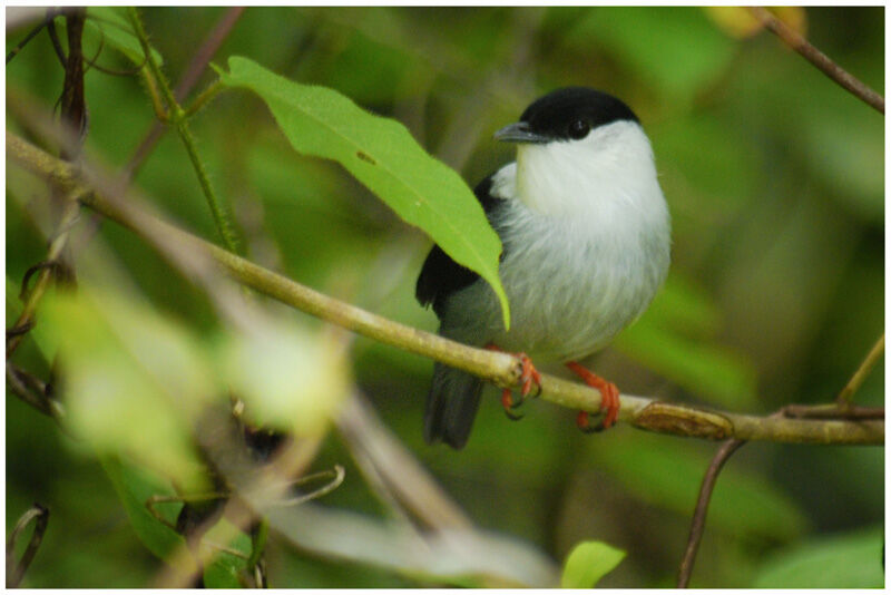 White-bearded Manakin male adult