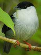 White-bearded Manakin