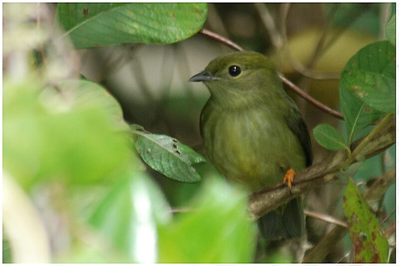 White-bearded Manakin female adult