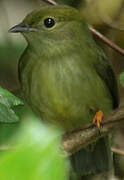 White-bearded Manakin