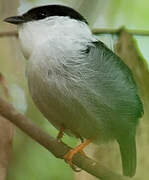 White-bearded Manakin