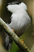 White-bearded Manakin