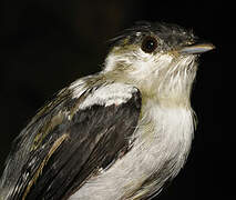 White-bearded Manakin