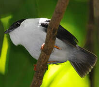 White-bearded Manakin