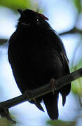 Blue-backed Manakin