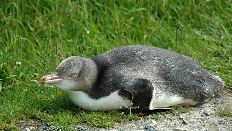 Yellow-eyed Penguin