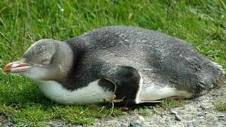 Yellow-eyed Penguin