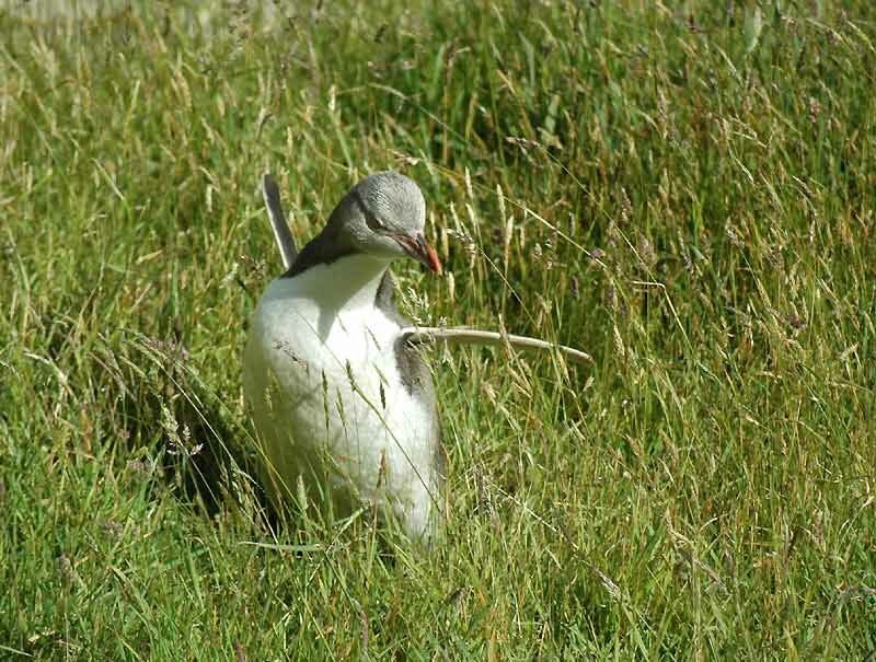 Yellow-eyed Penguin