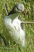 Yellow-eyed Penguin