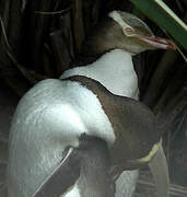 Yellow-eyed Penguin