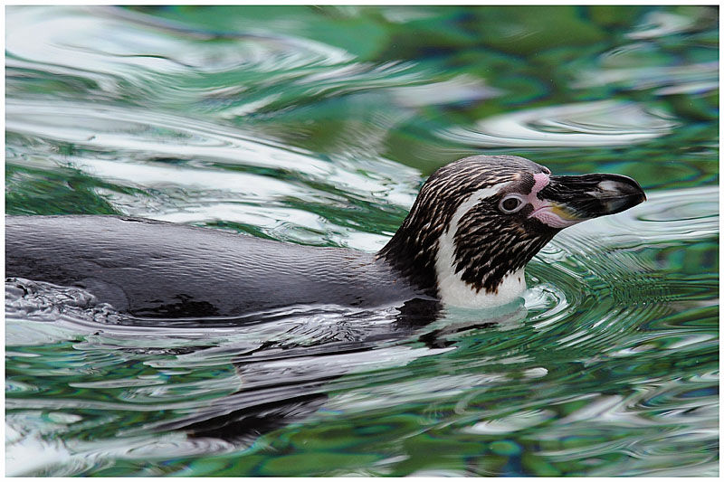 Humboldt Penguin