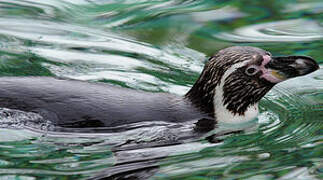 Humboldt Penguin