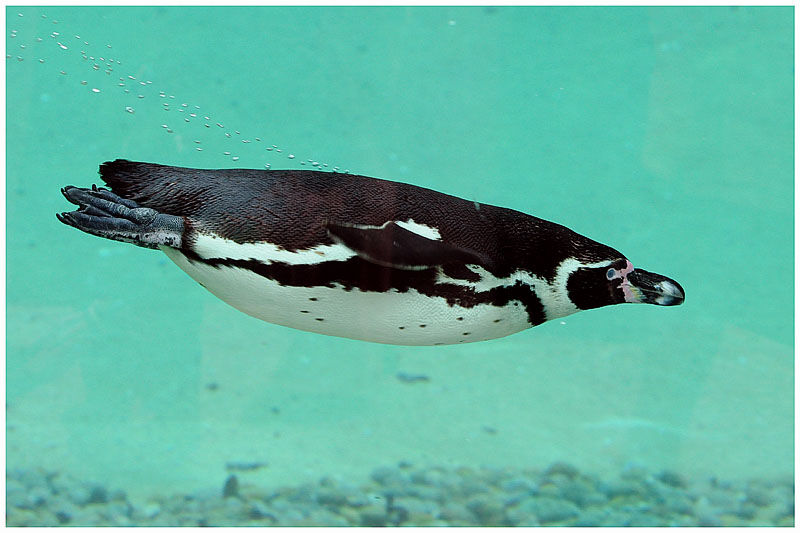 Humboldt Penguinadult