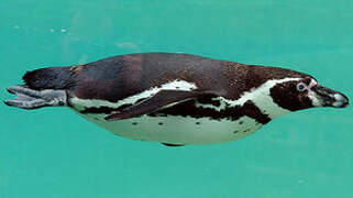 Humboldt Penguin