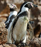 Humboldt Penguin