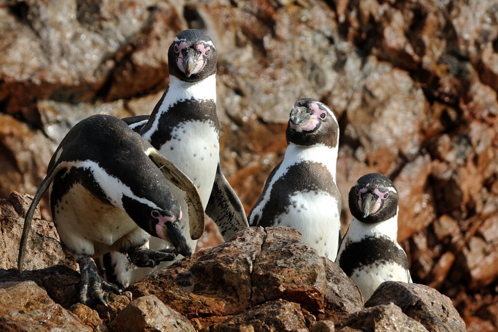 Humboldt Penguinadult, identification