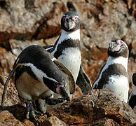 Humboldt Penguin