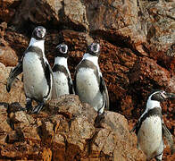 Humboldt Penguin