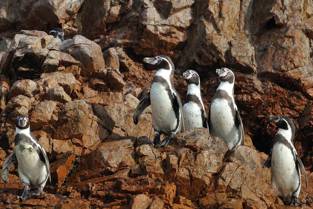 Humboldt Penguinadult