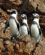 Humboldt Penguin