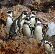 Humboldt Penguin