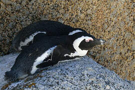 African Penguin