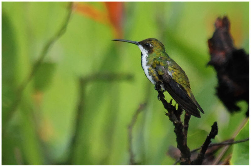 Black-throated Mango female adult