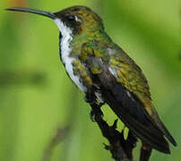 Black-throated Mango