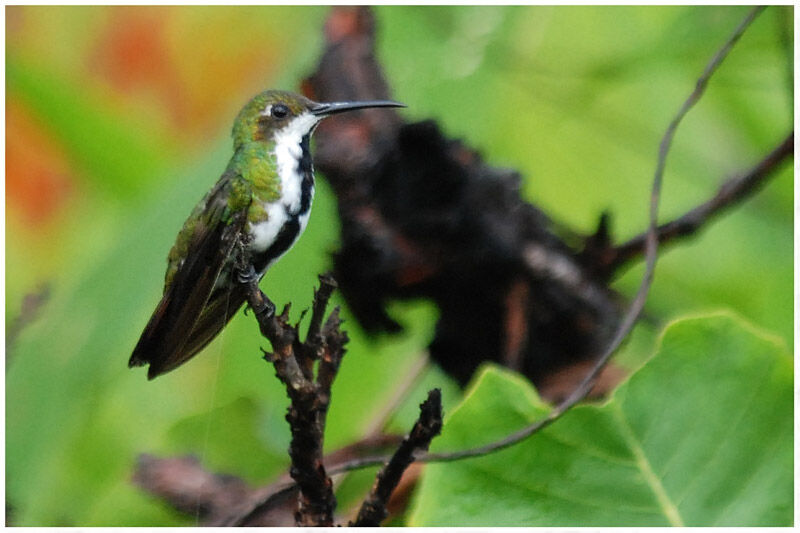 Black-throated Mango female adult