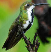 Black-throated Mango