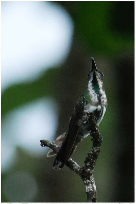 Green-throated Mango female adult