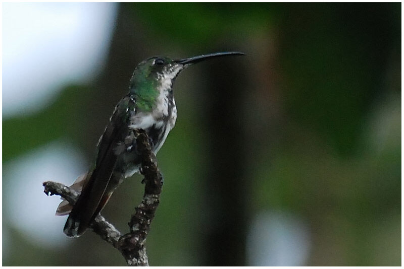 Green-throated Mango female adult breeding, identification