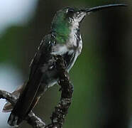 Green-throated Mango