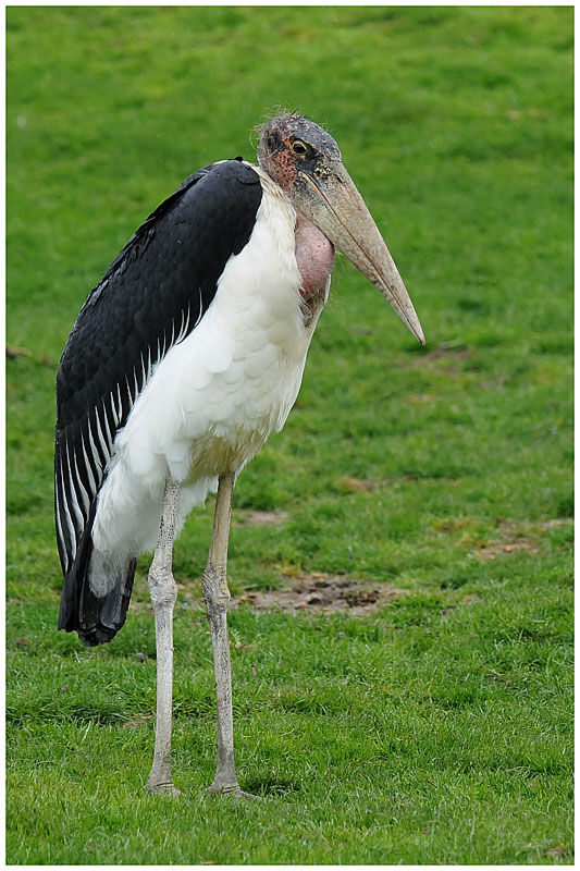 Marabou Storkadult