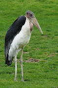 Marabou Stork