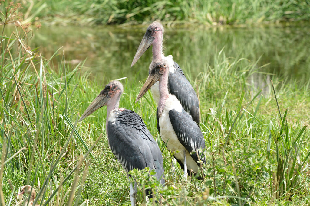 Marabou Stork