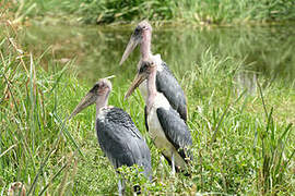 Marabou Stork