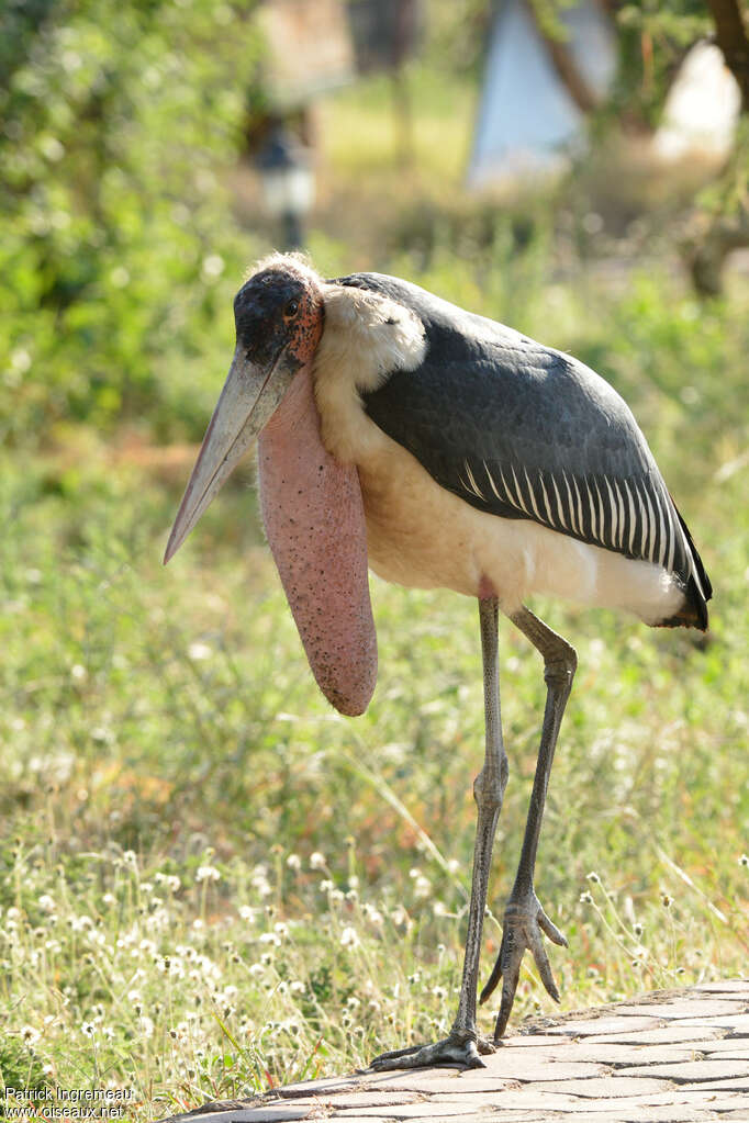 Marabou Storkadult, identification