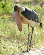 Marabou Stork