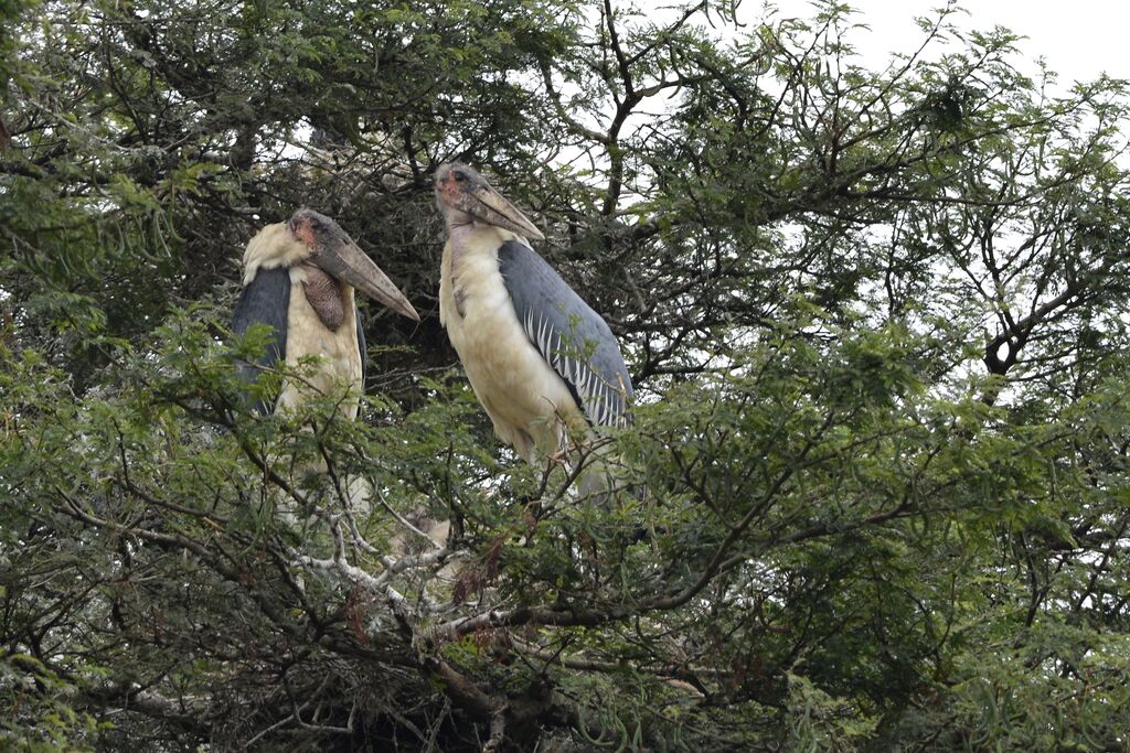 Marabou Storkadult, Reproduction-nesting