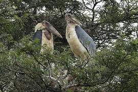 Marabou Stork