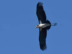 Marabou Stork