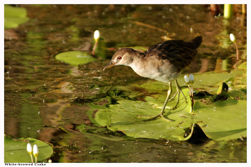 White-browed Crakeimmature, identification