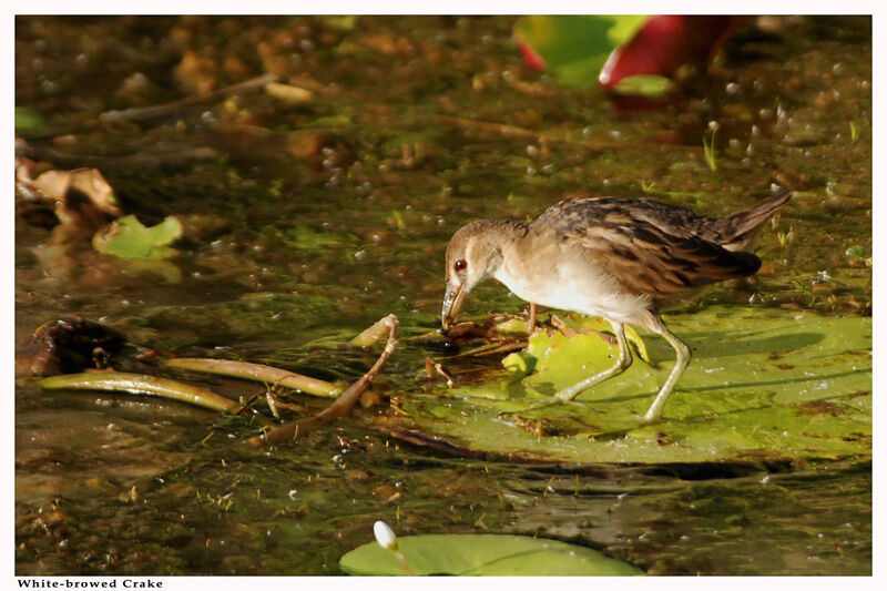 White-browed Crakeadult