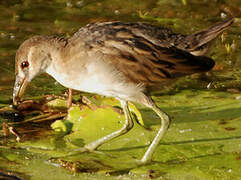 White-browed Crake