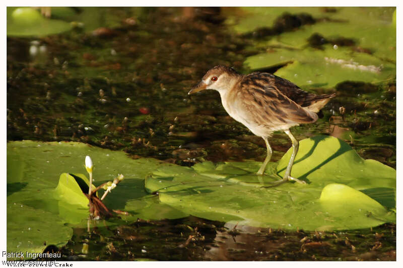 White-browed Crakeimmature, identification