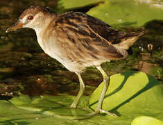 White-browed Crake