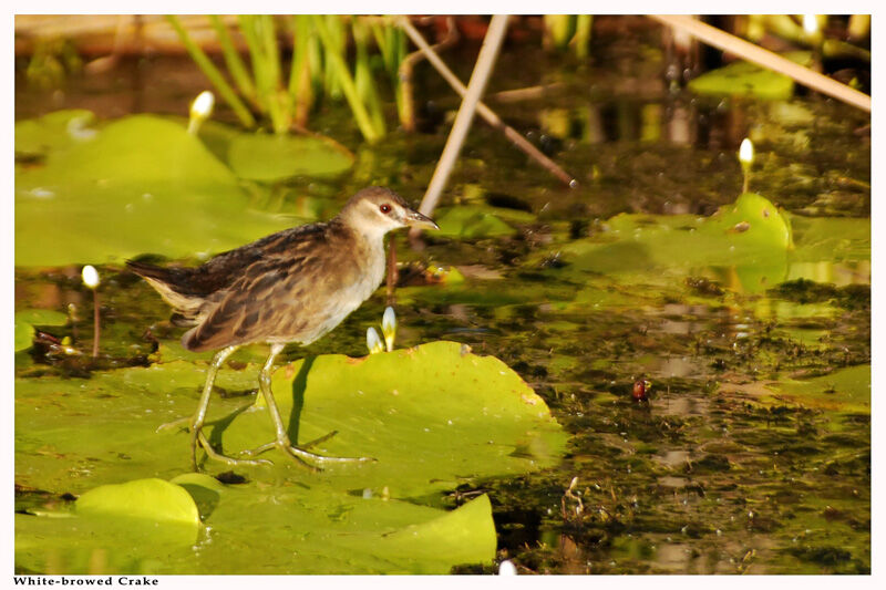 White-browed Crakeadult