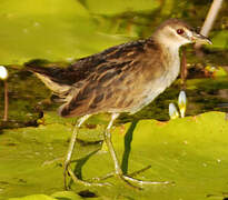 White-browed Crake